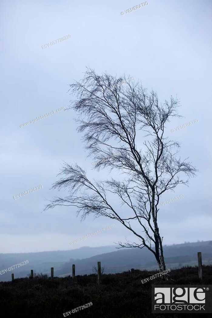 Stock Photo: Beautiful moody Winter landscape image of skeletal trees in Peak District in England against dramatic dark sky.