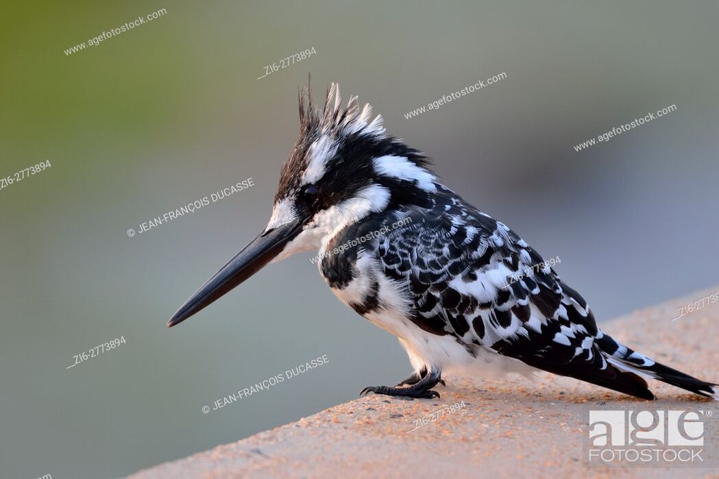 Stock Photo: Pied kingfisher (Ceryle rudis), sitting at the edge of a concrete pavement at the Sabie River, Kruger National Park, South Africa, Africa.