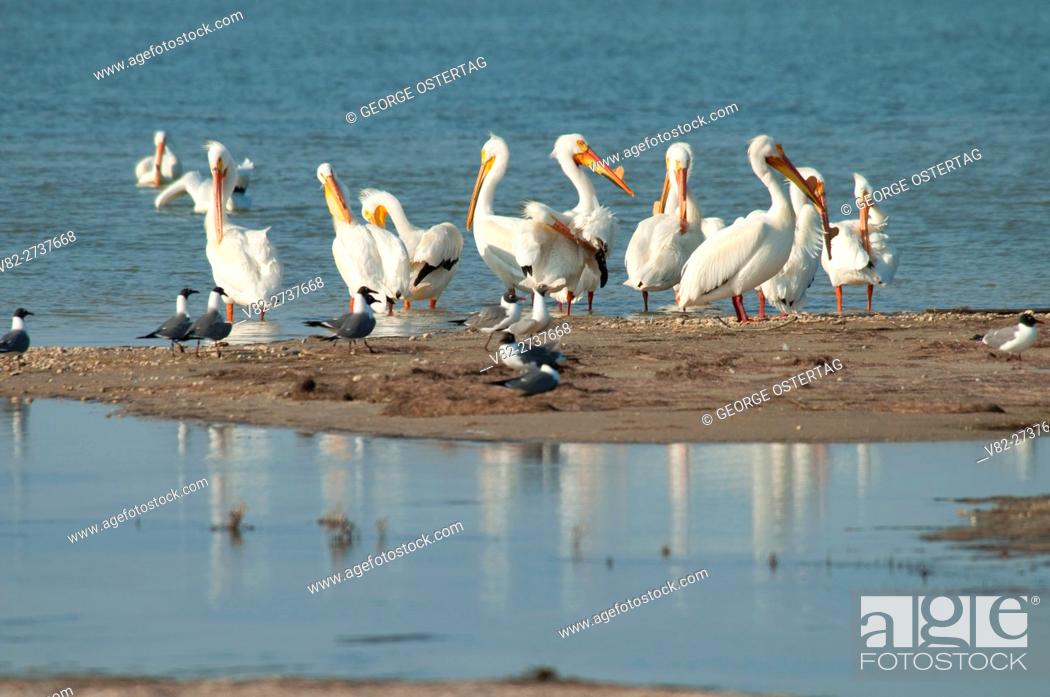 Imagen: White pelicans, Padre Island National Seashore, Texas.