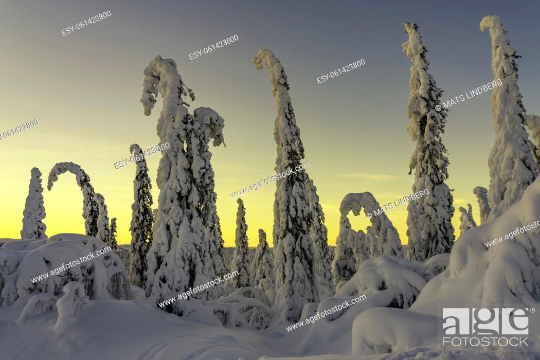 Stock Photo: Winter landscape at sunset with plenty of snow on the trees and colorful sky, Gällivare county, Swedish Lapland, Sweden.