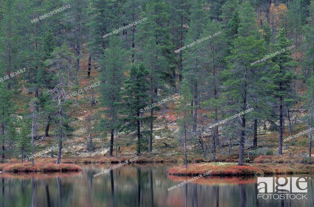 Stock Photo: Scots Pines reflecting in lake, Pinus sylvestris.