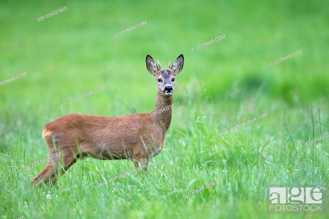 Stock Photo: Rehbock Jaehrling auf einer Wiese - (Europaeisches Reh - Reh) / Roe Deer yearling on a meadow - (European Roe Deer - Western Roe Deer) / Capreolus capreolus.