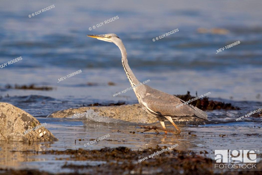 Stock Photo: Grey Heron - walking through rockpools looking for food (Ardea cinerea). Shell Island - North Wales - UK.