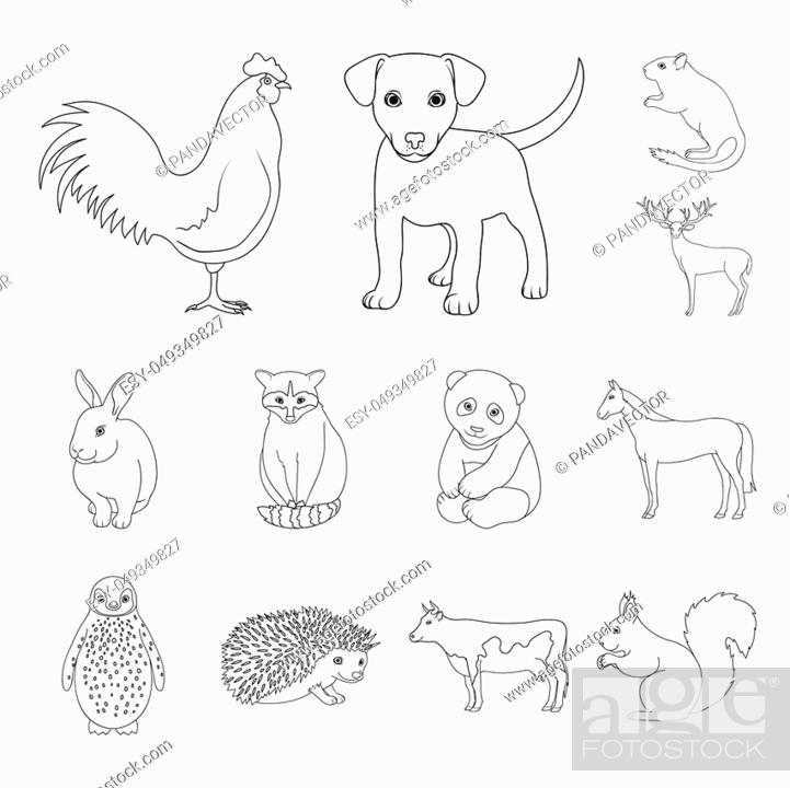Realistic animals outline icons in set collection for design, Stock Photo,  Picture And Low Budget Royalty Free Image. Pic. ESY-049349827 | agefotostock