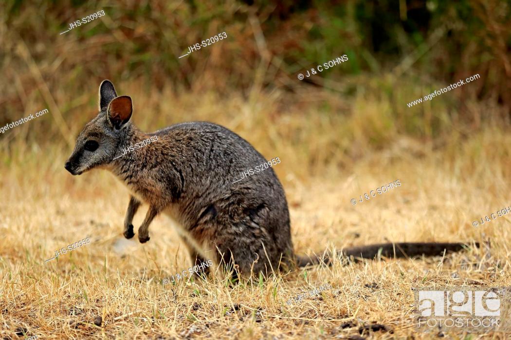 Tammar Wallaby Macropus Eugenii Dama Wallaby Adult Kangaroo Island South Australia Australia Stock Photo Picture And Rights Managed Image Pic Jhs S20953 Agefotostock,Steaming Green Beans