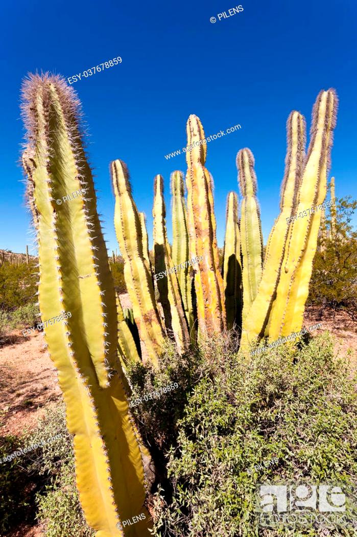 Stock Photo: Senita Cactus, Lophocereus schottii, pleated multi-arm columnar cactus of Sonoran Desert, Arizona, USA.