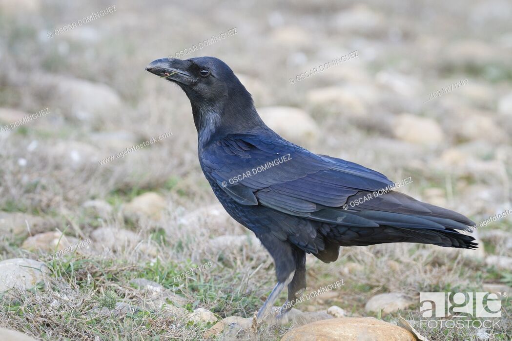 Stock Photo: Common Raven (Corvus corax) perched on ground. Pre-Pyrenees. Lleida province. Catalonia. Spain.