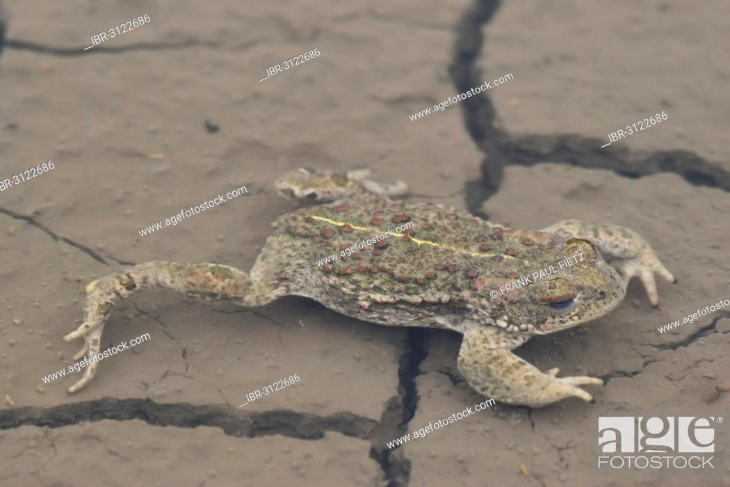 Stock Photo: Natterjack Toad (Bufo calamita), adult stretched out in a puddle.
