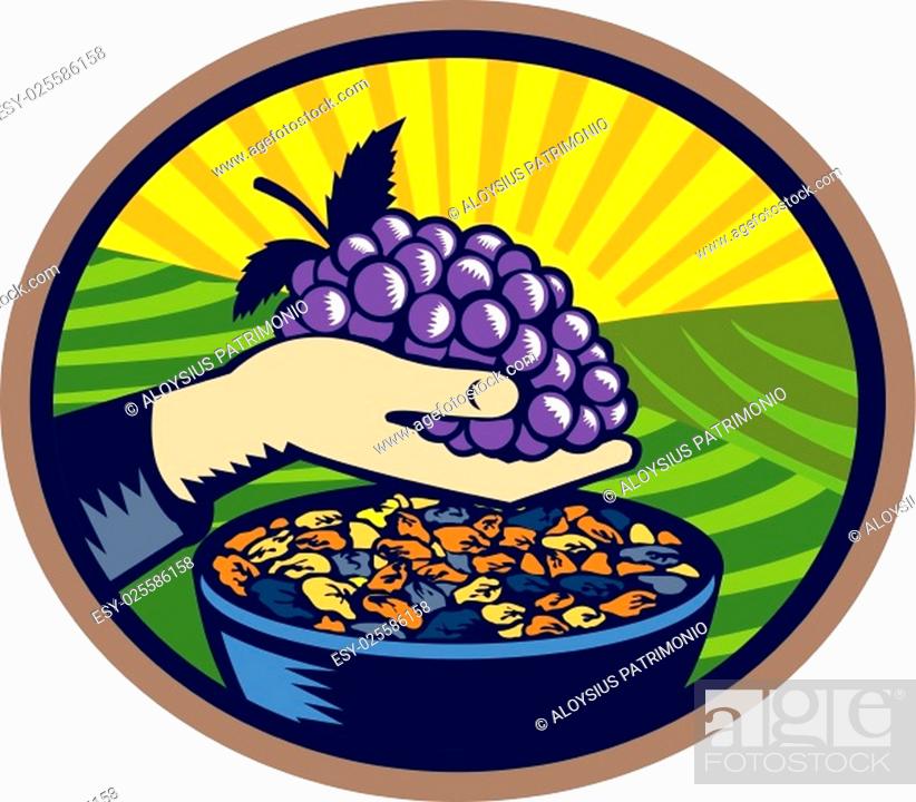 Stock Vector: Illustration of a hand holding grapes with raisins in a bowl set inside oval shape with sunburst in the background done in retro woodcut style.