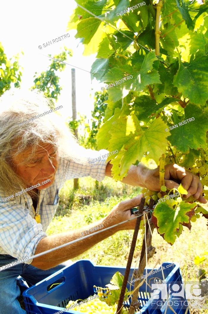 Stock Photo: Italy, Venice, Orto : First Wine made In Venice, Sant Erasmo Island  Harvest in malvasia vineyards.