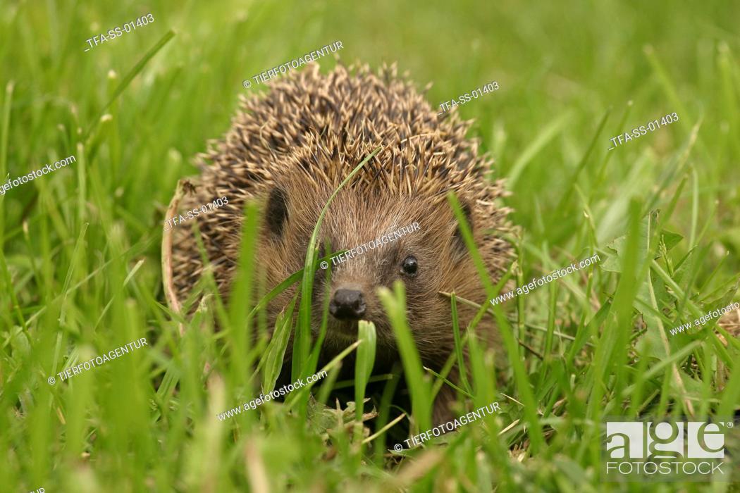 Stock Photo: hedgehog in the meadow.