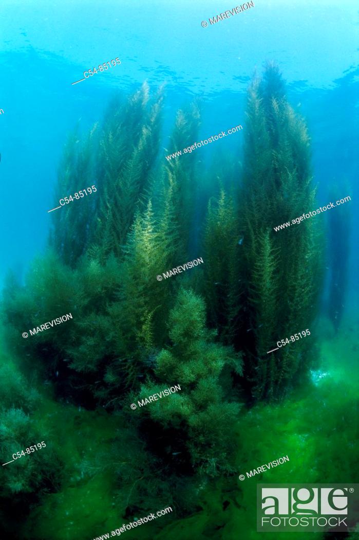 Stock Photo: Brown Seaweed (Sargassum muticum). Galicia, Spain.