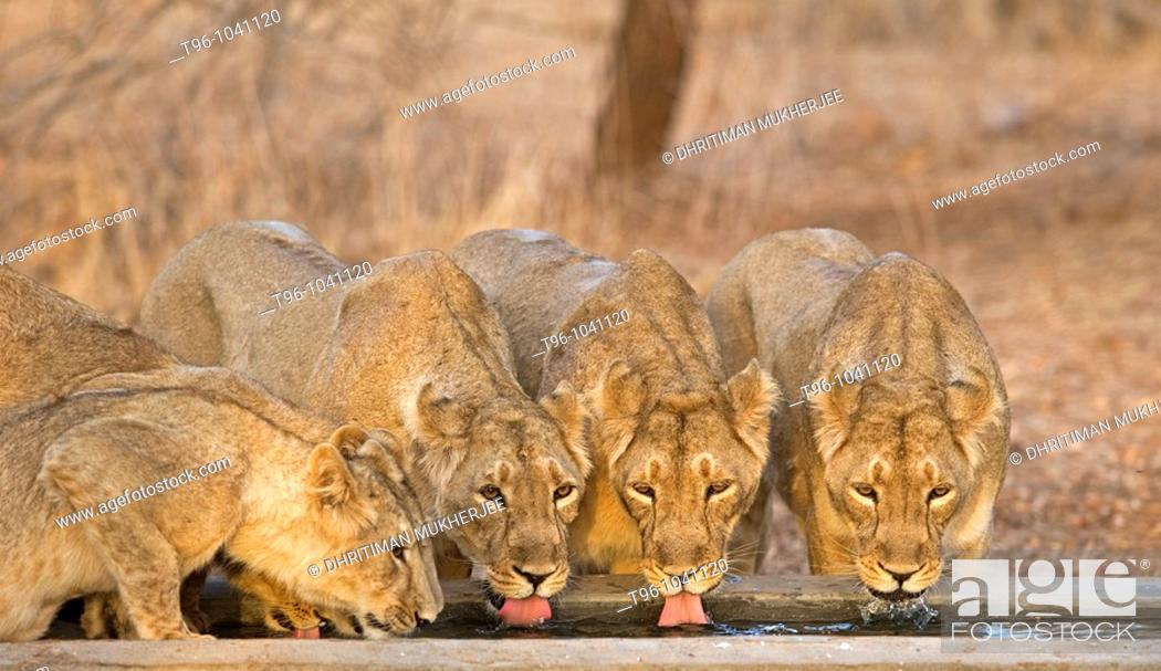 Stock Photo: Asiatic Lion (Panthera leo persica), Gir Forest National Park, Gujarat, India.