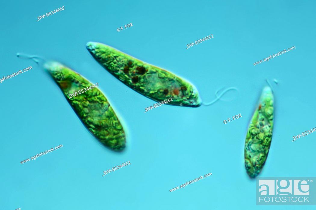 Stock Photo: Euglena spec. (Euglena spec.), in differential interference contrast.