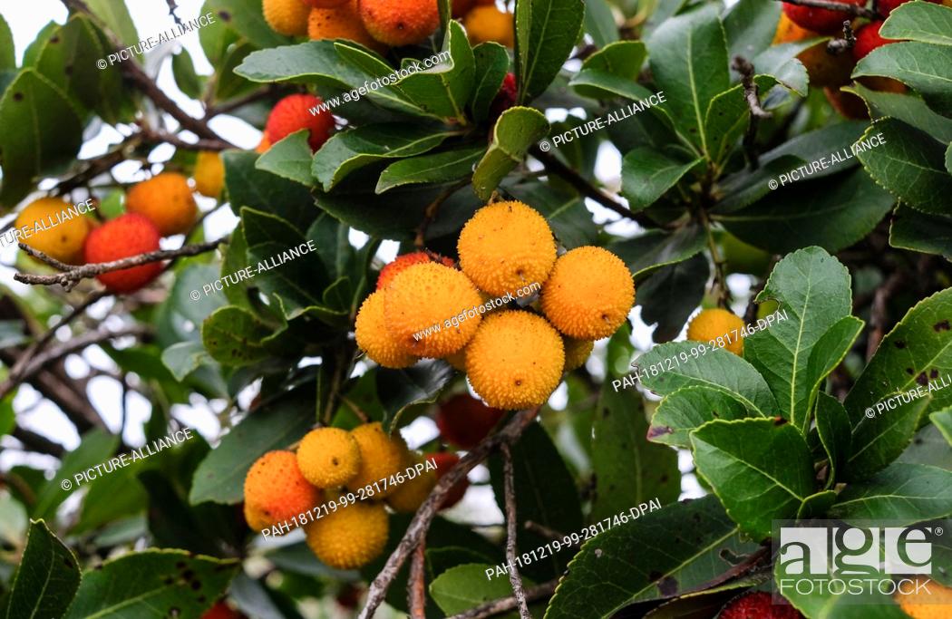 Imagen: 14 December 2018, Turkey, Izmir: Fruits hang on the western strawberry tree (Arbutus unedo) from the heather family. The strawberry tree is an evergreen shrub.
