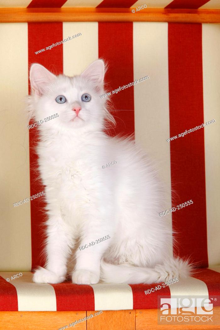 Siberian Forest Cat Kitten 3 Months White Siberian Cat Siberia Stock Photo Picture And Rights Managed Image Pic Rdc Ad 250555 Agefotostock