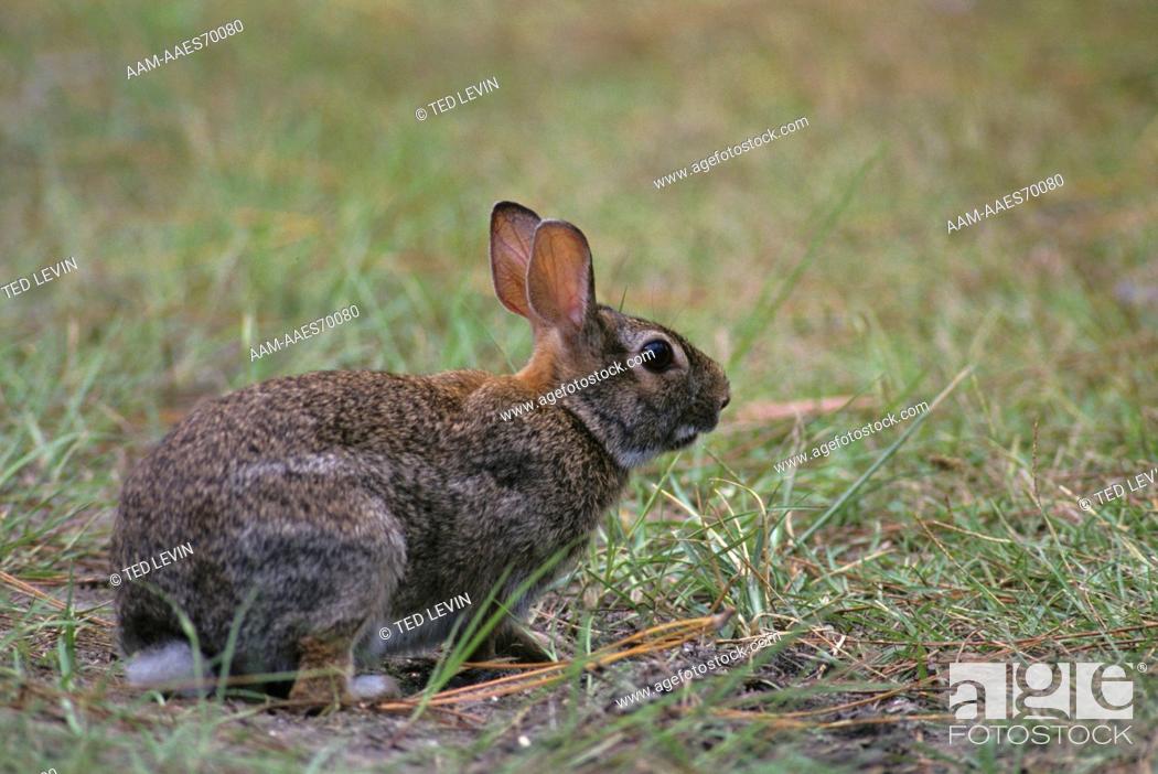 Stock Photo: Marsh Rabbit Rabbit (Sylvilagus palustris) Corkscrew Swamp/FL, Florida aka Marsh hare, marsh rabbit.