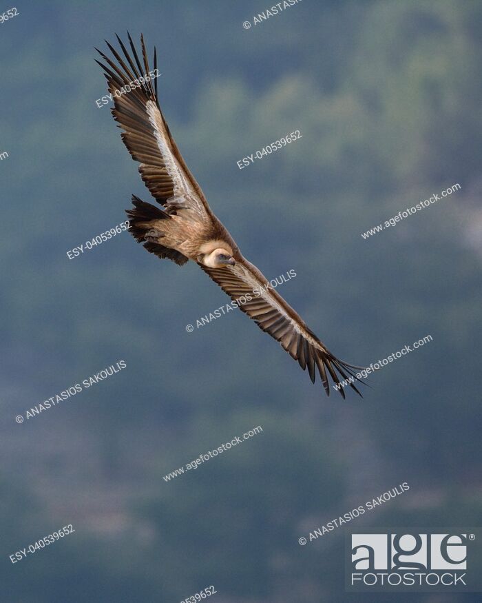 Stock Photo: Griffon Vulture - Gyps fulvus, Crete.