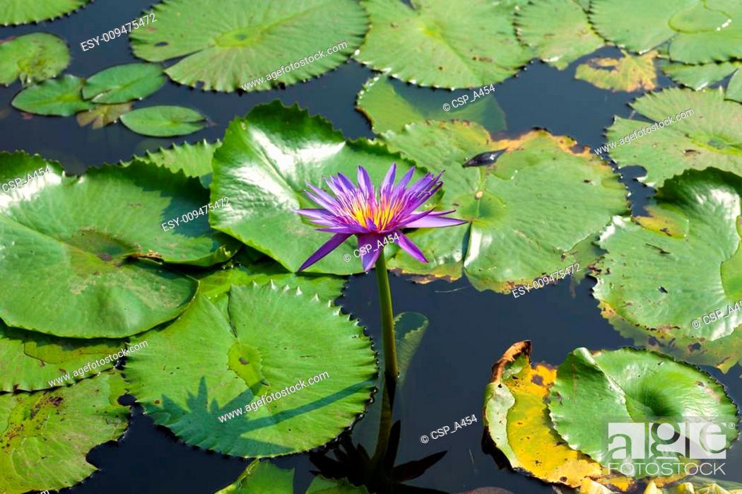 Stock Photo: Lotus and lotus ponds.