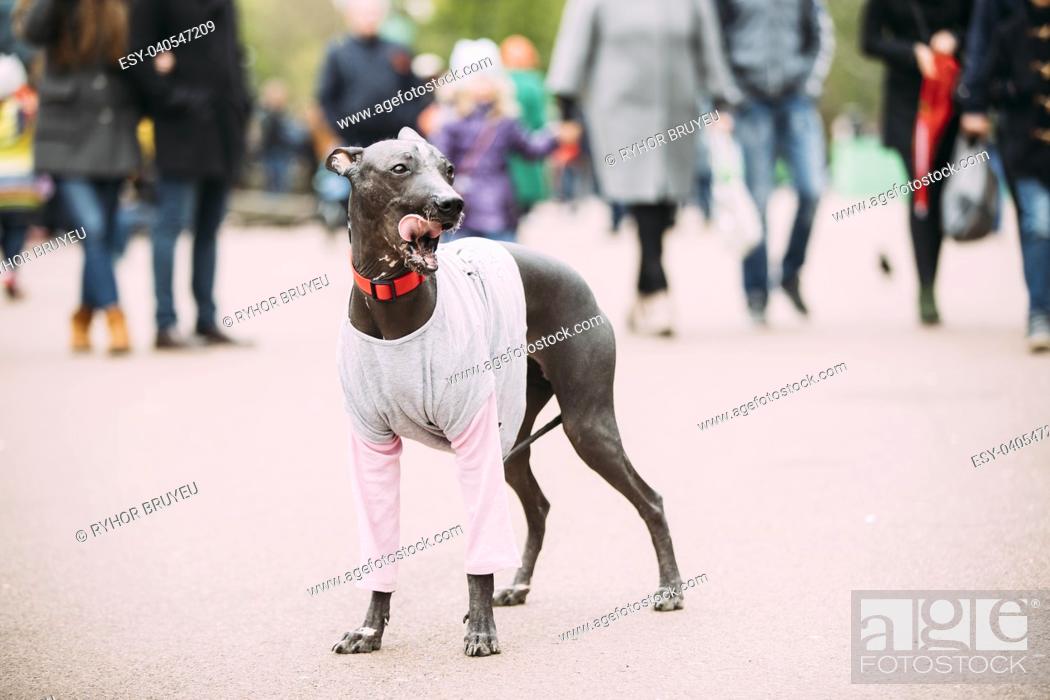 Mexican Hairless Dog In Outfit Playing In City Park. The Xoloitzcuintli Or  Xolo For Short, Foto de Stock, Imagen Low Budget Royalty Free Pic.  ESY-040547209 | agefotostock