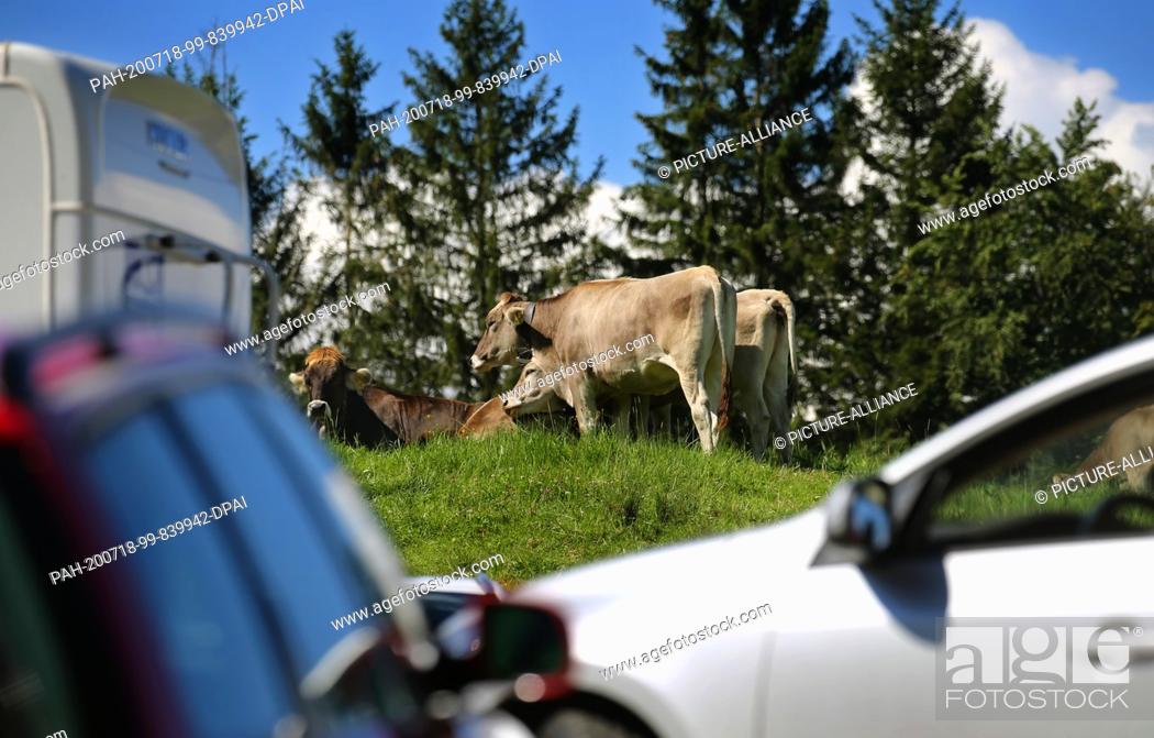 Stock Photo: 18 July 2020, Bavaria, Rettenberg: Cows graze behind the fully occupied parking lot of Alpe Kammeregg in bright sunshine.