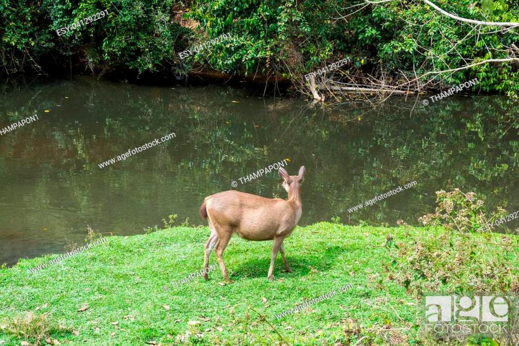 Stock Photo: Sambar Doe Deer, Southeast Asian and Indian Deer, Standing and Eating Grass beside Salt Lick and Swamp in Khao Yai National Park in Pakchong, Nakhon Ratchasima.