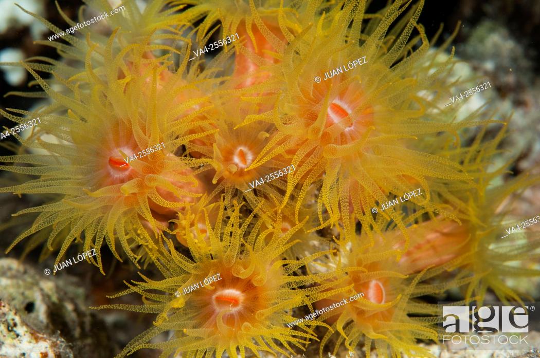 Photo de stock: Coral polyp Tubastrea faulkneri. Red Sea, Sharm el-Sheikh, Egypt.