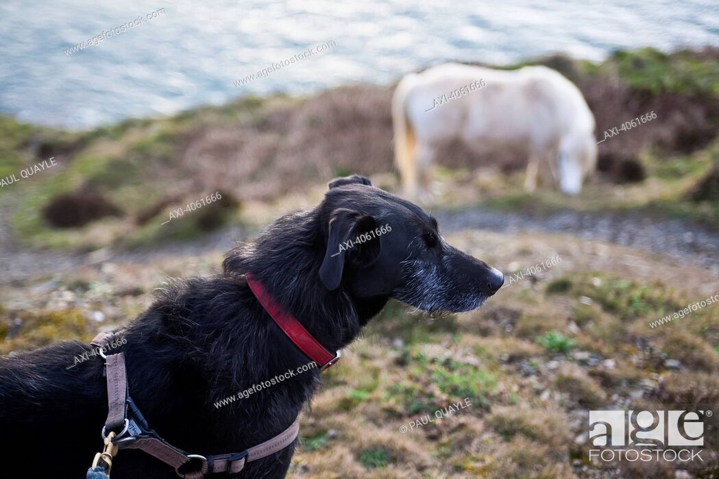 Stock Photo: Horse and long-haired lurcher dog on the Pembrokeshire Coast Path; Pembrokeshire, Wales.