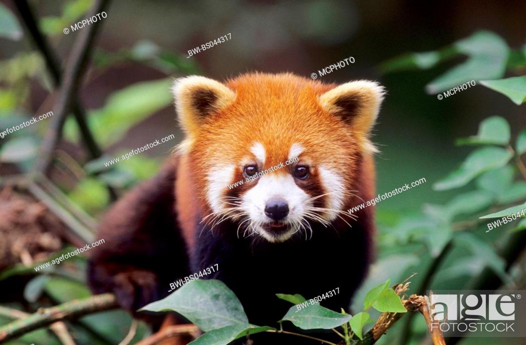 lesser panda, red panda (Ailurus fulgens), sitting in a tree, Stock Photo,  Picture And Rights Managed Image. Pic. BWI-BS044317 | agefotostock
