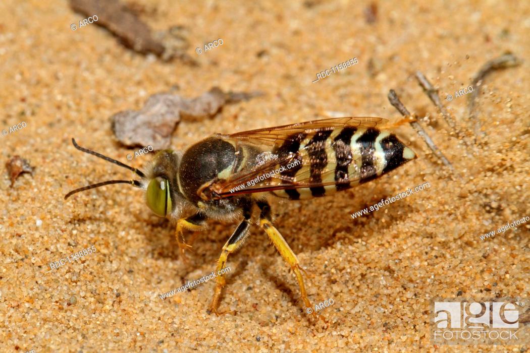 Stock Photo: sand wasp, Bembix rostrata.