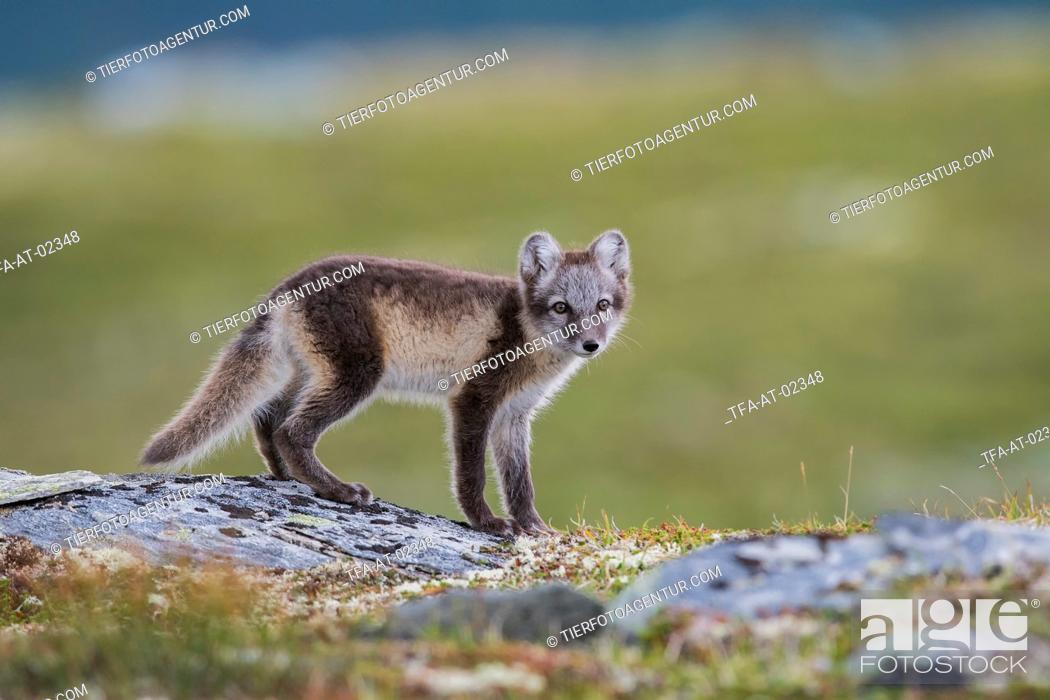 Stock Photo: arctic fox.