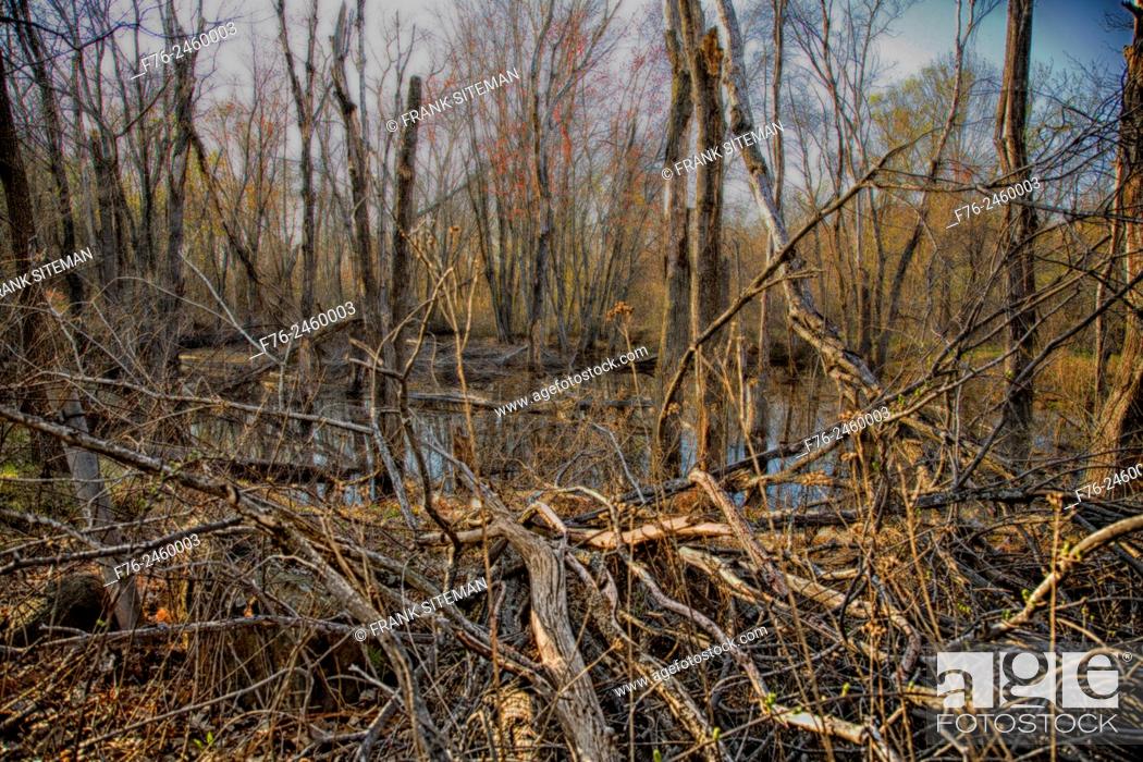 Stock Photo: fall scene of dried dead trees lying on ground beside pool of water or a small pond in the Woburn, MA wetlands. . .