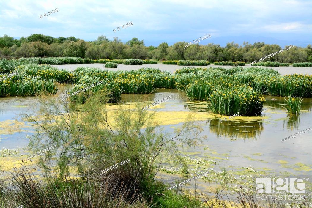 Stock Photo: Pond, Estanys de Vilaüt, Yellow Iris, Iris pseudacorus, Iridaceae, French tamarisk, Tamarix gallicia, Tamaricaceae, plant, blooming, Aiguamolls de l'Empordà.