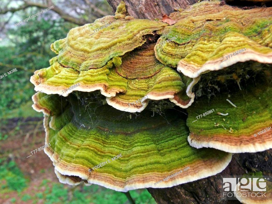 Stock Photo: Bracket fungi or shelf fungi, phylum Basidiomycota, Nilkantheshwar, Pune, Maharashtra, India.