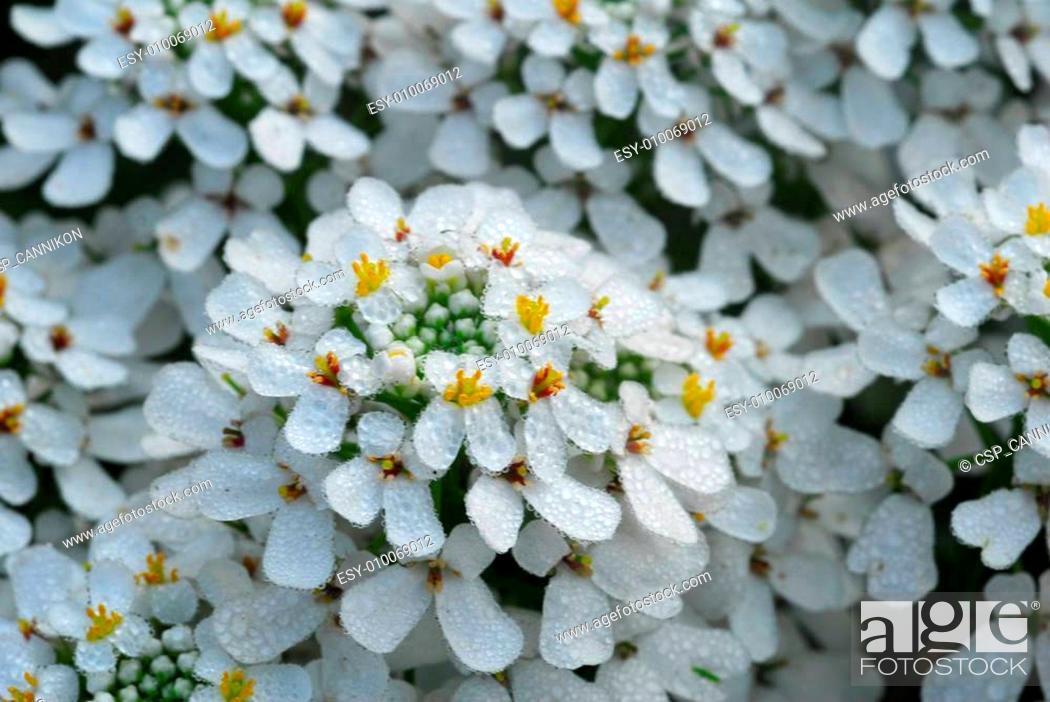 Stock Photo: white iberis sempervirens flower.