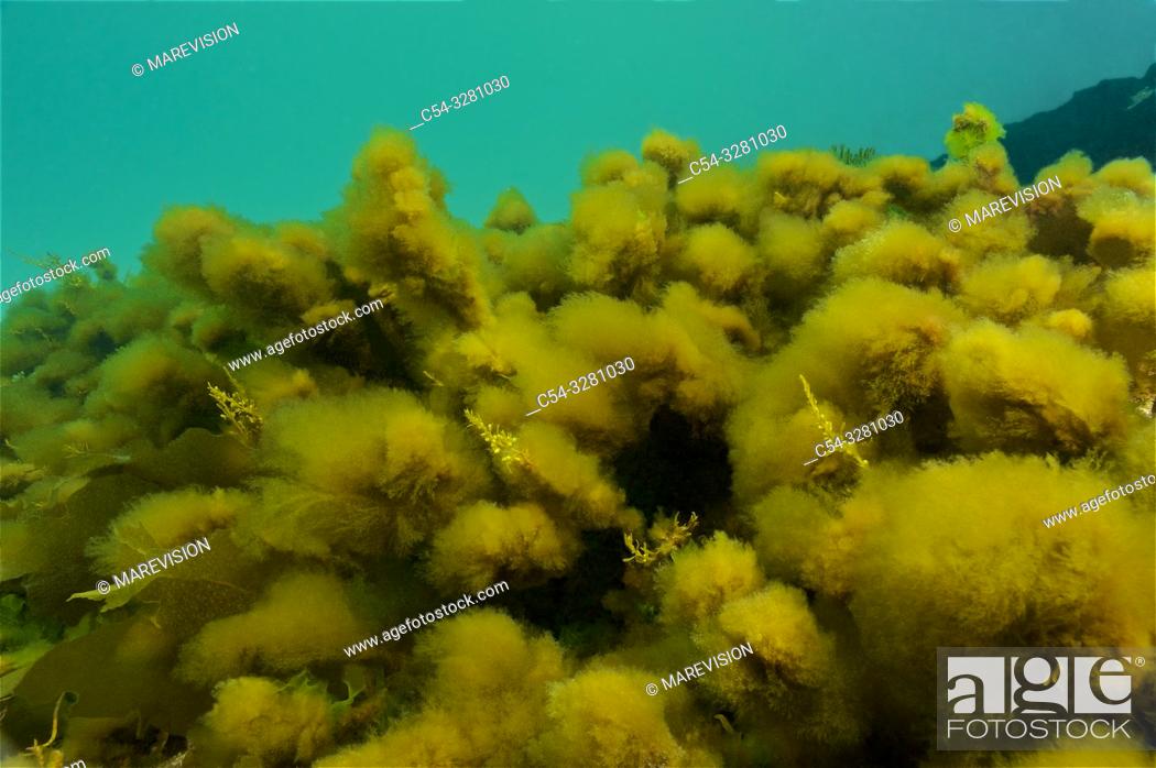 Stock Photo: Brown Seaweed. Fronds of (Hincksia sp. ) over (Sargassum muticum). Eastern Atlantic. Galicia. Spain. Europe.
