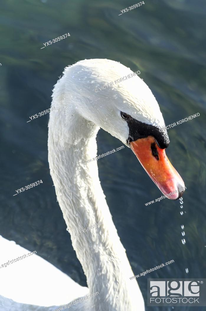Stock Photo: Mute swan.
