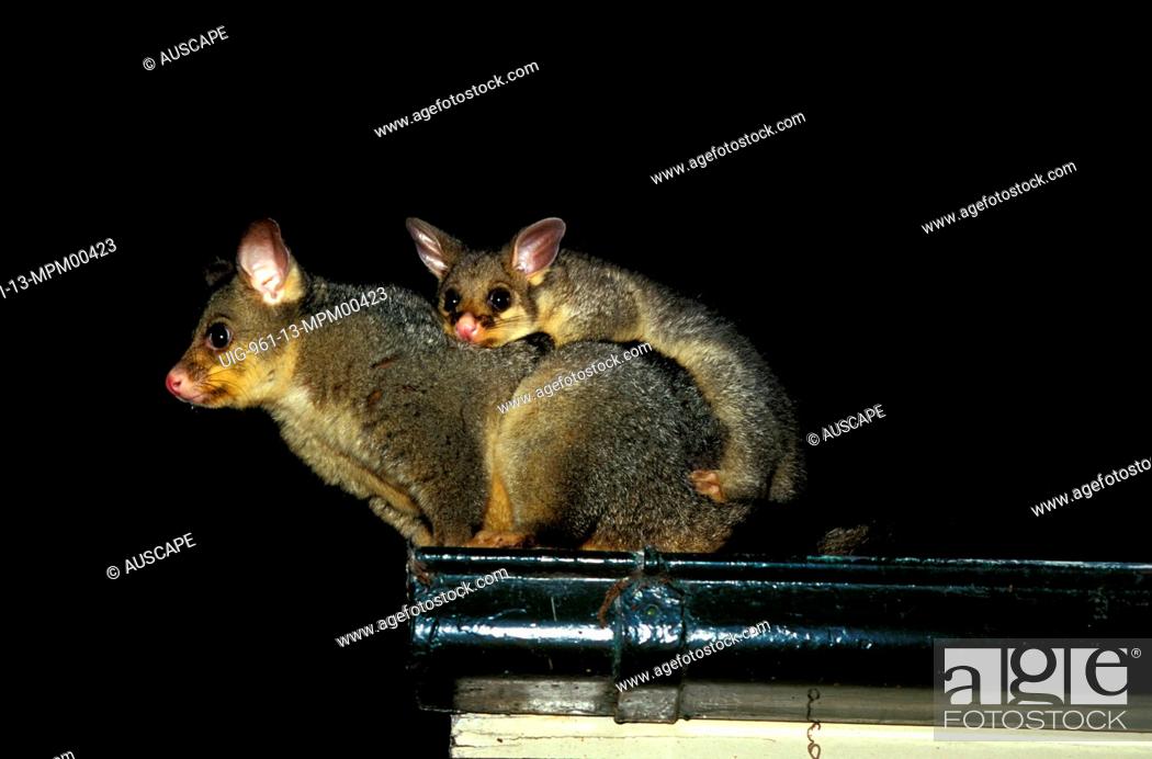 Common brushtail possum female and baby on house roof at night, Canberra,  Stock Photo, Picture And Rights Managed Image. Pic. UIG-961-13-MPM00423 |  agefotostock