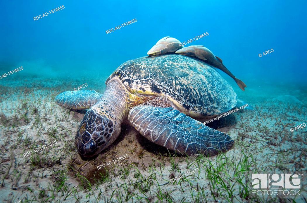 Stock Photo: huge green turtle and suckerfish, remora, red sea, Abu Dabab, Marsa Alam, Egypt, Africa, Chelonia mydas, , Echeneis naucrates,.