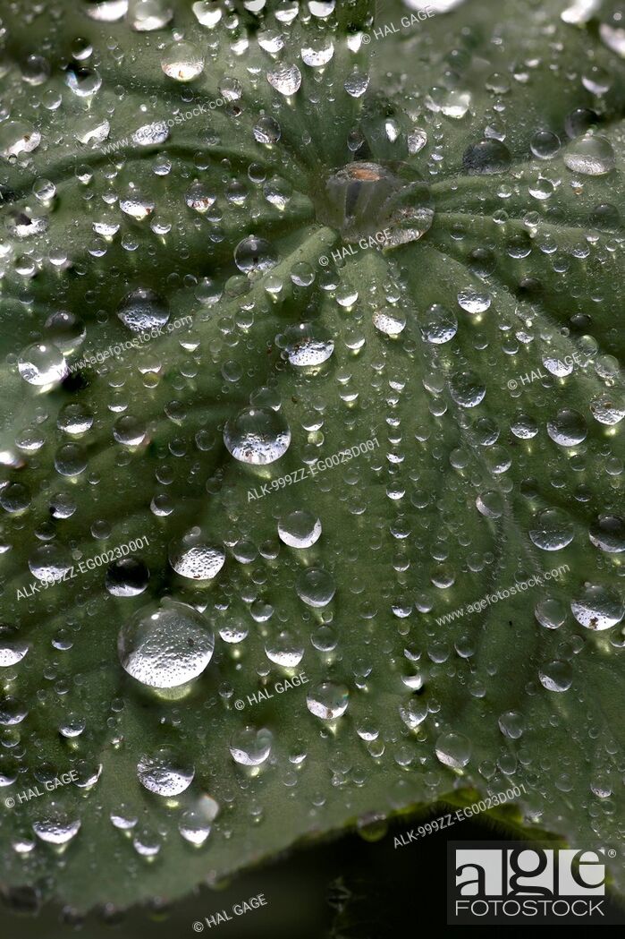 Close Up Of Water Drops On A Leaf Anchorage Botanical Gardens