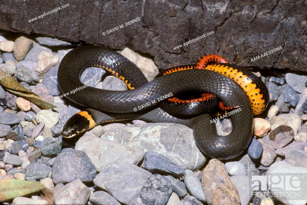 Stock Photo: Mexican Ringneck Snake (Diadophis punctatus dugesi), Mexico.