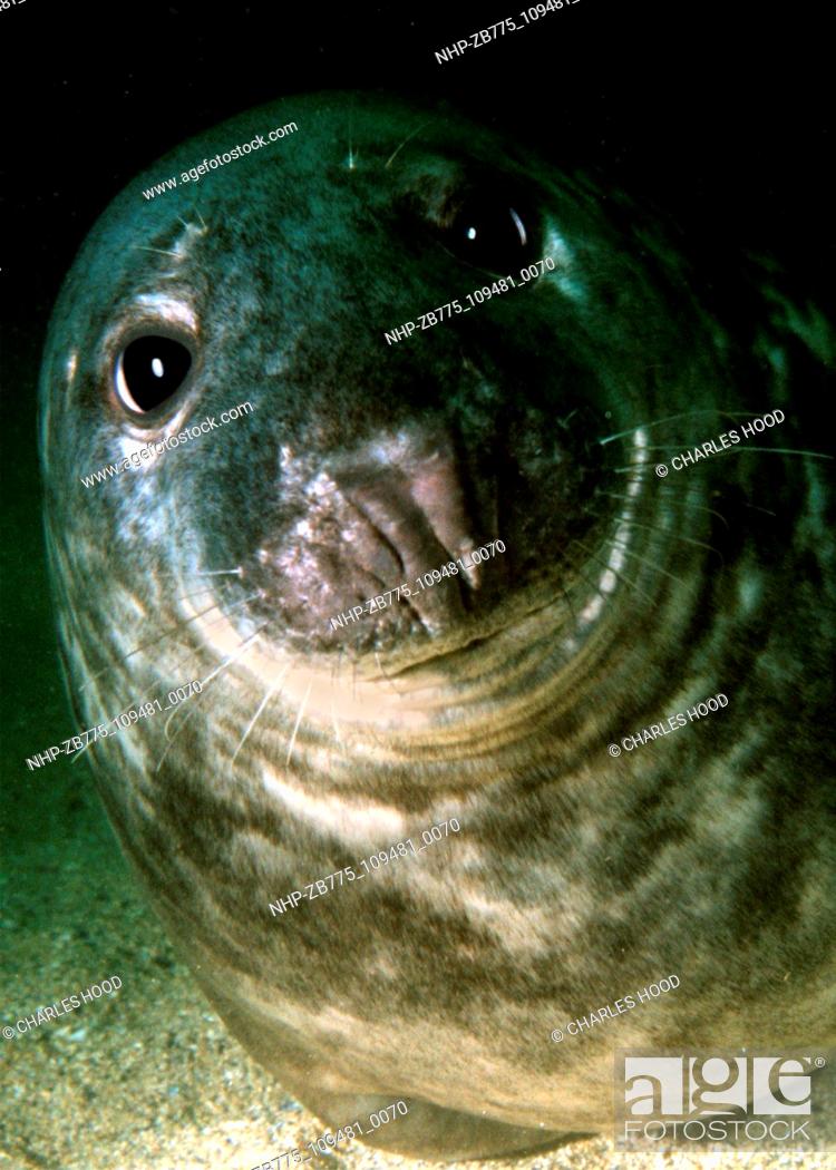 Stock Photo: Grey seal  Date: 16/1/01  Ref: ZB775-109481-0070  COMPULSORY CREDIT: Oceans Image/Photoshot.