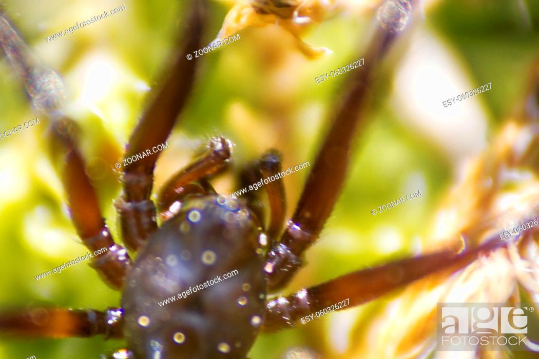 Stock Photo: Wolf spider (Lycosidae) on green moss. Window into world of ultra macro, mountain tundra higher Arctic circle.