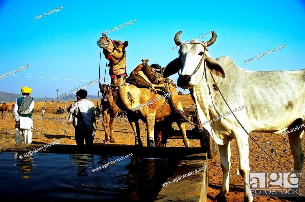 cow and camel at waterhole , Pushkar cattle fair , Pushkar , Rajasthan ,  India, Stock Photo, Picture And Rights Managed Image. Pic. DPA-SUB-98625 |  agefotostock