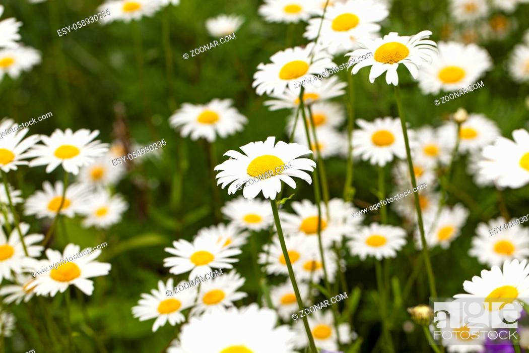 Stock Photo: the flower of a camomile photographed in the field. summer.