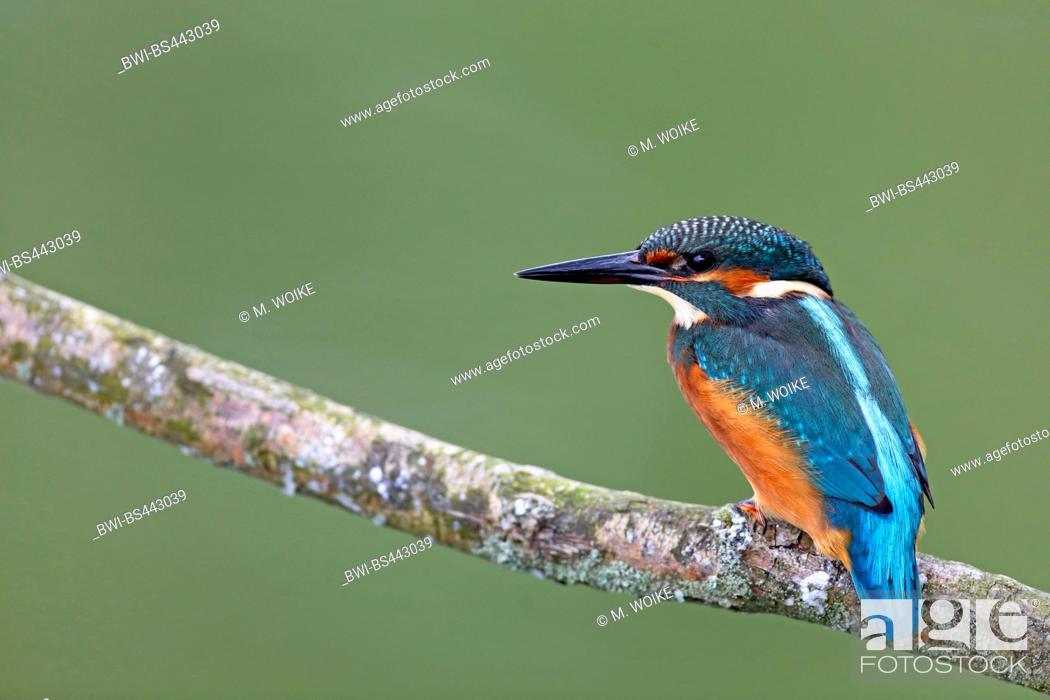 Stock Photo: river kingfisher (Alcedo atthis), sits at a branch over a lake, Netherlands, Flevoland.