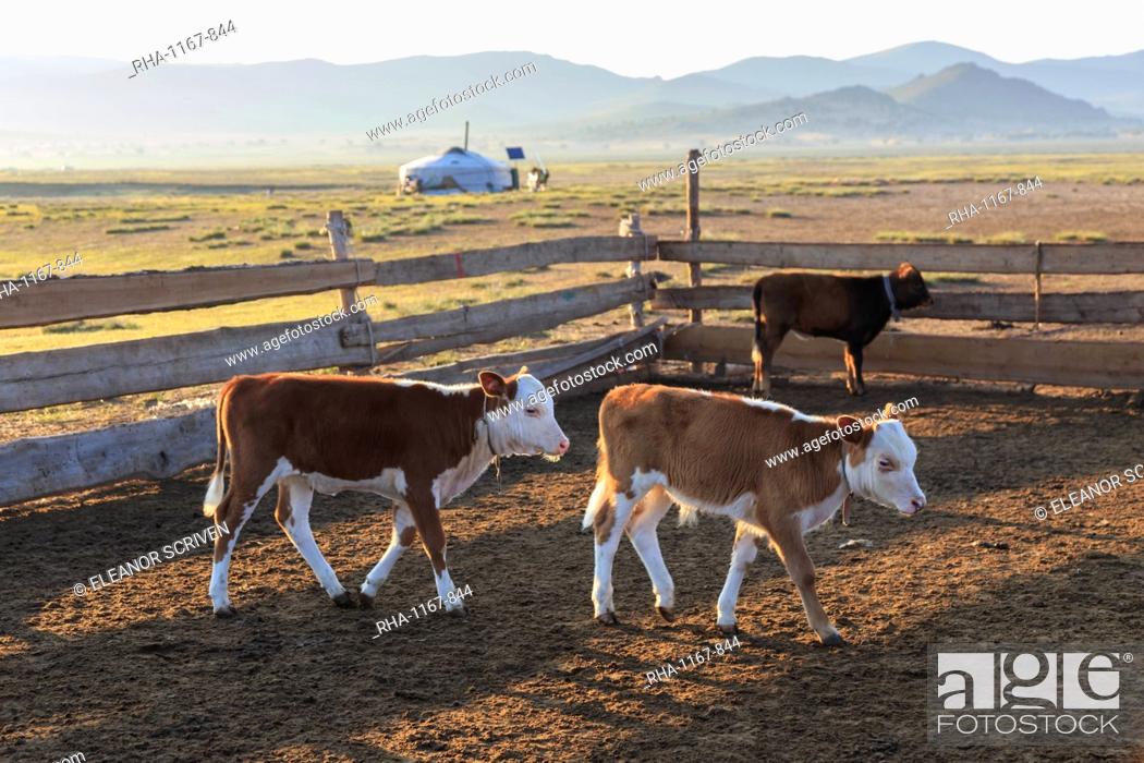Stock Photo: Calves in pen, with ger and distant hills, summer dawn, Nomad camp, Gurvanbulag, Bulgan, Northern Mongolia, Central Asia, Asia.
