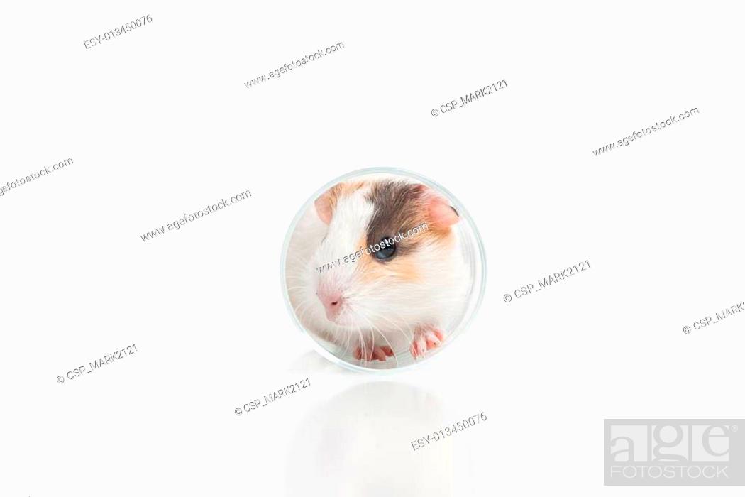 funny hamster sitting in glass reflecting in ground. Syrian hamster in  knock down transparent glass, Stock Photo, Picture And Low Budget Royalty  Free Image. Pic. ESY-013450076 | agefotostock
