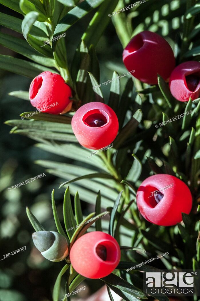 Stock Photo: Taxus baccata (European yew) shoot with red mature cones.