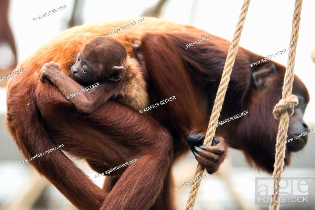 Stock Photo: Baby howler monkey Feliza clings to its mother Tasyra at the zoo in Cologne, Germany, 07 January 2016. The female monkey was born on 26 December 2015.